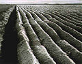 Peeled field in frost, 1930