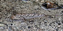 Ko Phi Phi, Thailand Silverlined mudskipper (Periophthalmus argentilineatus) Phi Phi.jpg