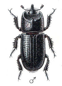 Самець жука-носоріга малого (Sinodendron cylindricum)