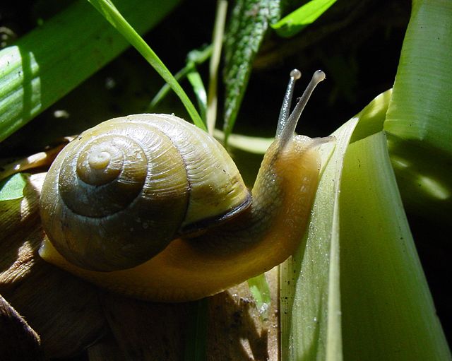 Cepaea nemoralis: a European pulmonate land snail, which has been introduced to many other countries