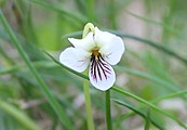 V. macloskeyi flower close up