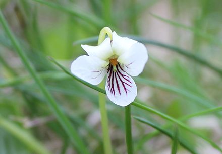 Violet white. White Violet. Violet White in fled. Violet and White Mangoli Tree Flower.