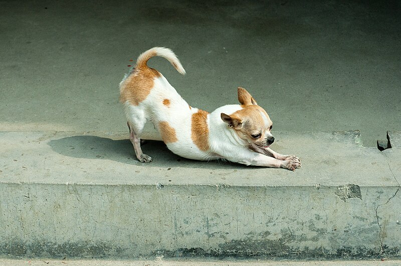 File:Small dog stretching KWL08-367.jpg