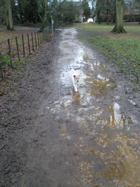 File:Someone's carpet is going to have muddy pawprints this evening... - geograph.org.uk - 1134665.jpg