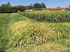 Sorghum push-pull farm ukazující past Brachiaria (ICIPE, Mbita Point, Keňa)