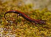 Slim brown salamander with red stripe along back