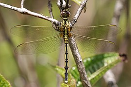 Spectacled skimmer (Orthetrum icteromelas) female 2.jpg