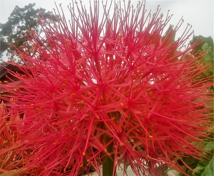 File:Spiny Flower in Jhapa.jpg