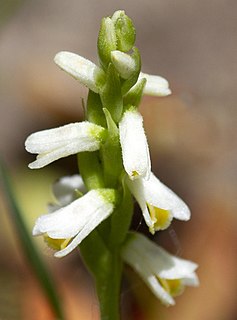 <i>Spiranthes lucida</i> Species of orchid