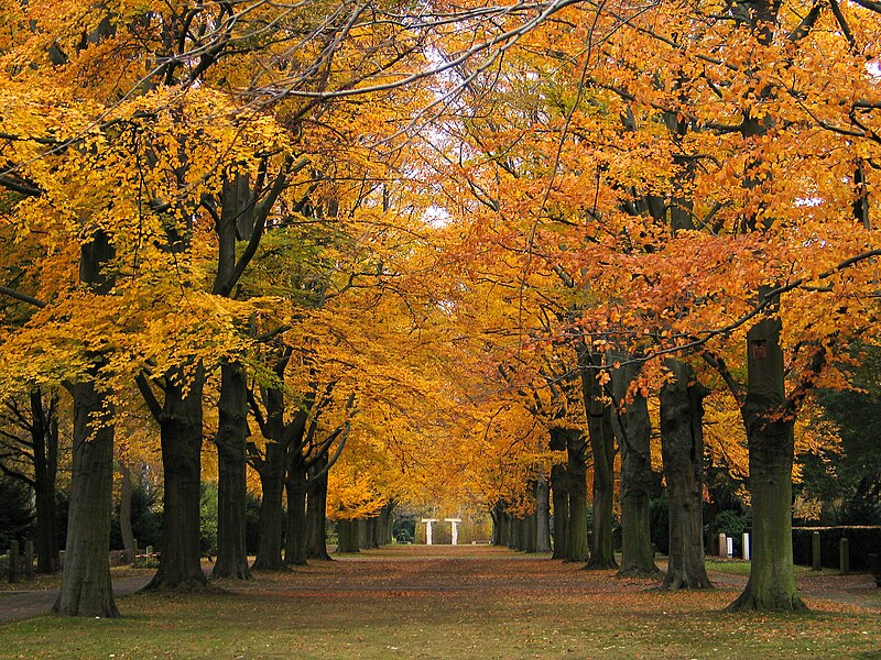 File:Stadtfriedhof Ricklingen, Hannover, Blick im Herbst durch die Rotbuchenallee auf die Abteilung 45.jpg