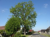 English oak (Quercus robur)