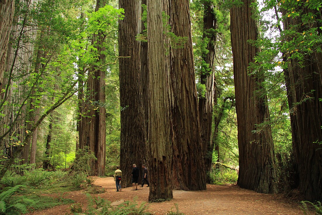 Jedediah Smith Redwoods State Park