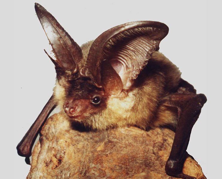 File:Str503-plecotus-austriacus-(foto1).jpg