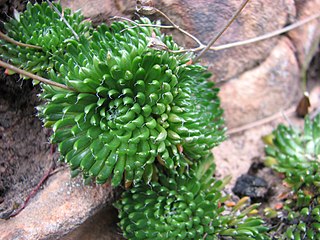 <i>Stylidium soboliferum</i> Species of carnivorous plant