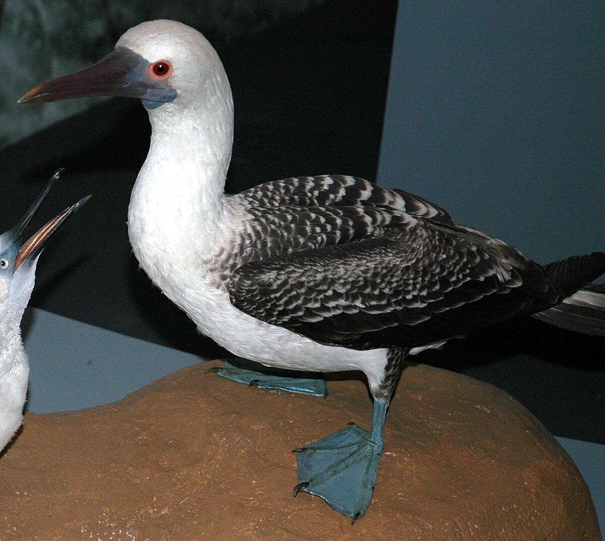 File:Blue-footed Booby (Sula nebouxii) (20170776878).jpg - Wikimedia Commons