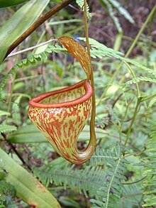 Nepenthes pitopangii SulawesiNepenthes7.jpg