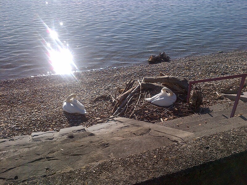 File:Swan couple and their nest.jpg