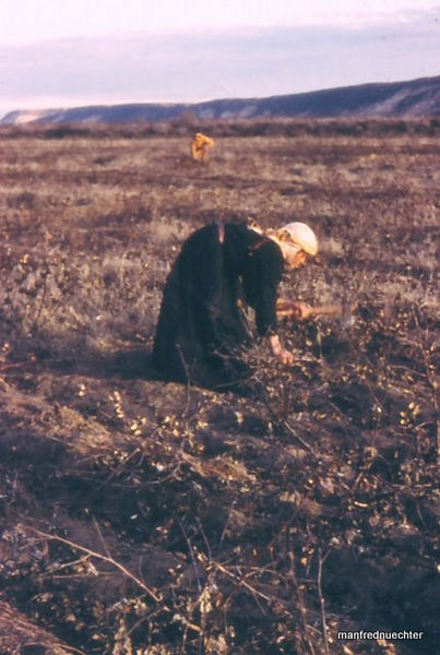 File:Syrien 1961 Frau im Feld.jpg