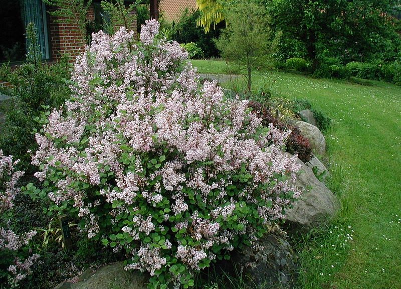 File:Syringa-microphylla-flowering.JPG