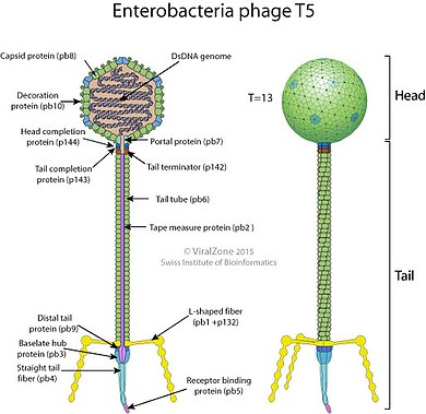 Schematic drawing of an Enterobacteria phage T5 virion (cross section and side view) T5likevirus virion.jpg