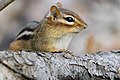 * Nomination eastern chipmunk --Cephas 09:19, 24 March 2023 (UTC) * Promotion  Support Good quality. --Charlesjsharp 15:34, 24 March 2023 (UTC)