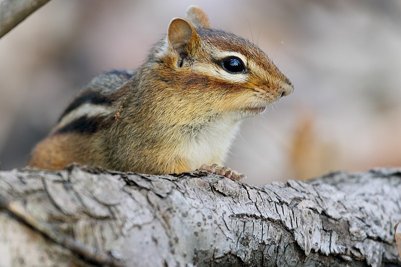 File:Tamias striatus UL 11.jpg