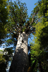 Tāne Mahuta