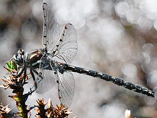 Austropetaliidae Family of dragonflies