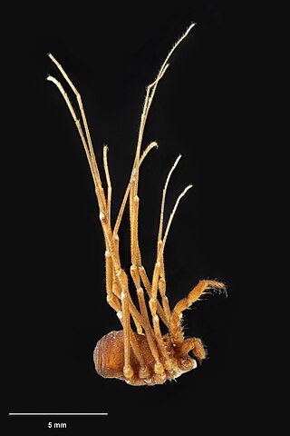 <i>Prasmiola</i> Species of harvester