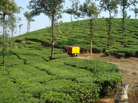 A tea plantation estate at Meppadi