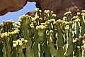 Euphorbia abyssinica