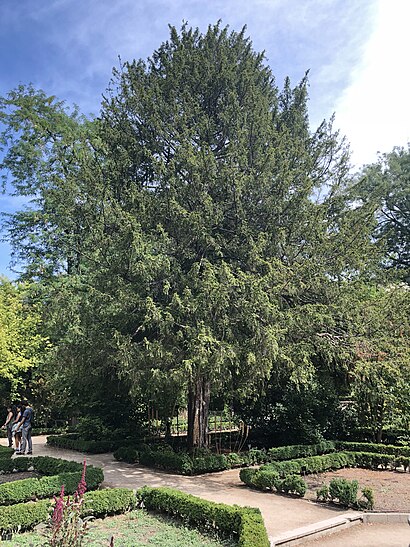 Cómo llegar a Tejo Del Real Jardín Botánico en transporte público - Sobre el lugar