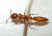 A slender ant worker Tetraponera natalensis, werkerkaste, Pretoria.jpg