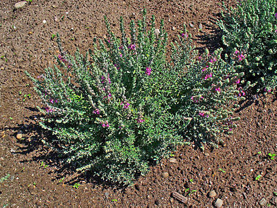 Teucrium marum Habitus