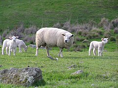 Texel avec ses agneaux (Public Domain)