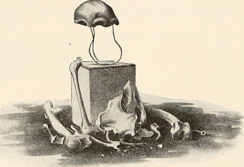 File:The animals and man; an elementary textbook of zoology and human physiology (1911) (14804766443).jpg