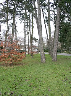 The green, Bushby, Leicester - geograph.org.uk - 101714.jpg
