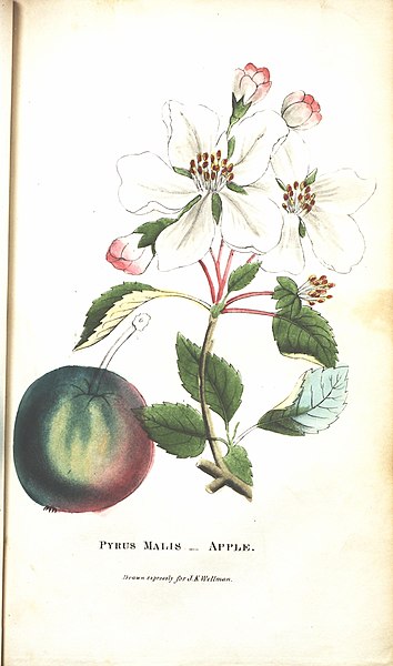 File:The illustrated botany (7166331895).jpg