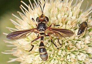 <i>Physoconops</i> Genus of flies