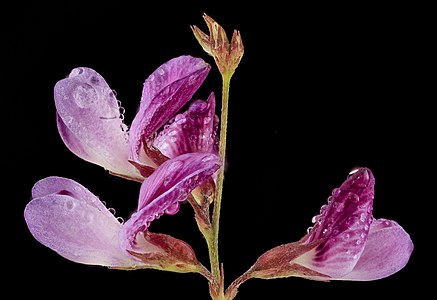 "Ticktrefoil_flower_with_dew,_MD,_PG_County_2013-08-20-12.44.12_ZS_PMax_(9557945702).jpg" by User:File Upload Bot (Magnus Manske)