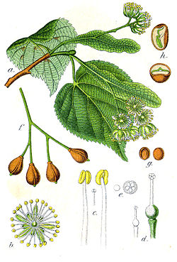 Tilleu à tiotes feuilles (Tilia cordata).