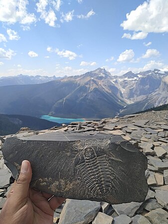 A trilobite fossil from Burgess Shale, Walcott Quarry, Alberta, Canada. Photo by Shibajyotidas