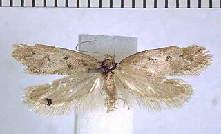 <i>Tingena honesta</i> Species of moth, endemic to New Zealand