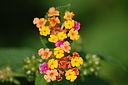 Tiny Flowers @ Hong Kong Wetlands Park (2037716337)