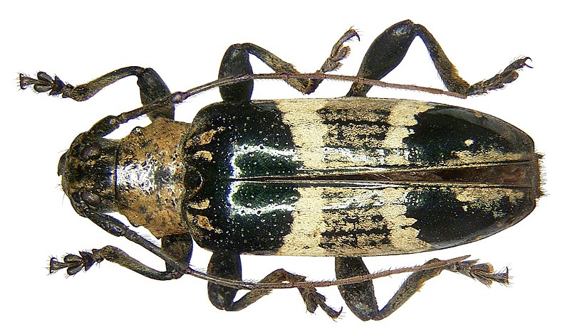 File:Tmesisternus latefasciatus Breuning, 1945 (3319286722).jpg