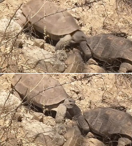 Desert tortoises fighting