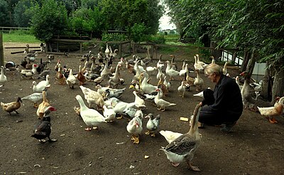 Toulouse ganzen zijn groepsdieren die ook goed met andere watervogels in een groep kunnen leven.