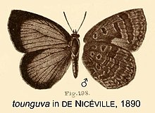 Tounguva inDeNiceville1890.jpg