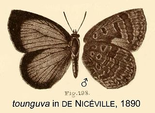 <i>Arhopala asinarus</i> Species of butterfly