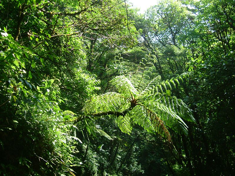 File:Tree Fern - Flickr - S. Rae.jpg